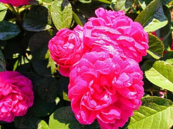 trandafiri rosa damascena 2